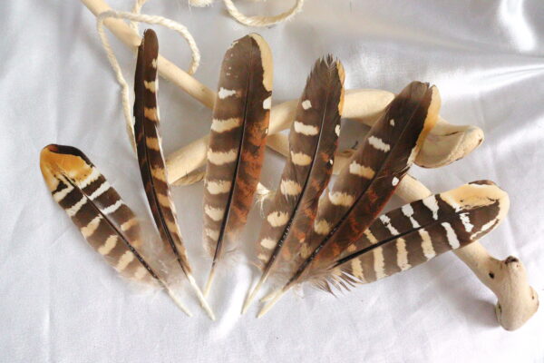 Plumas de faisán con rayas beige grandes