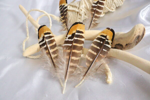 Plumas de faisán con rayas beige pequeñas