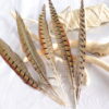 Plumas de faisán largas