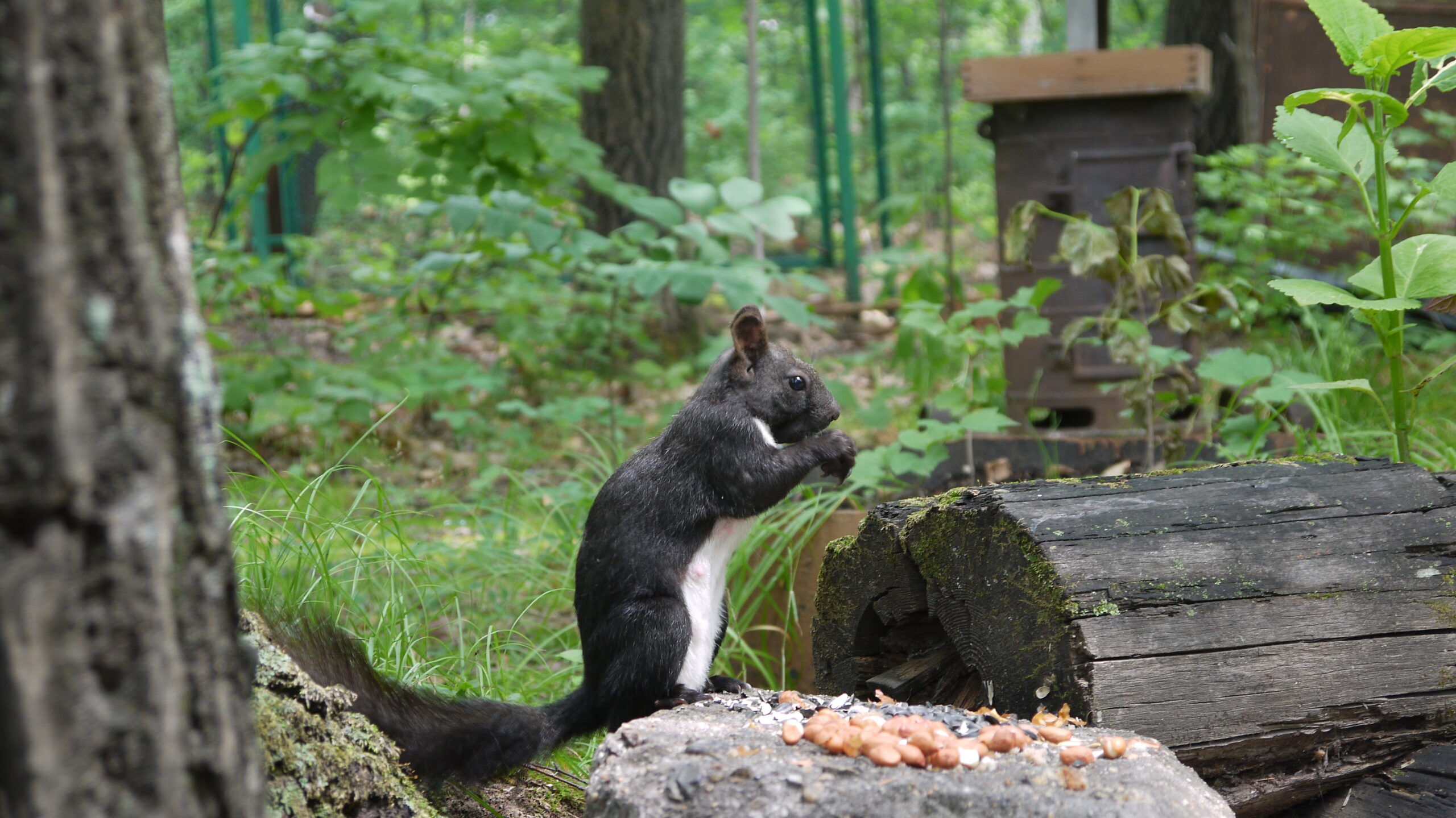 Ardilla comiendo frutos en un parque de Khabarovsk Rusia
